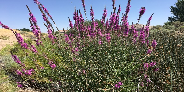 Category A Nevada Noxious Weed